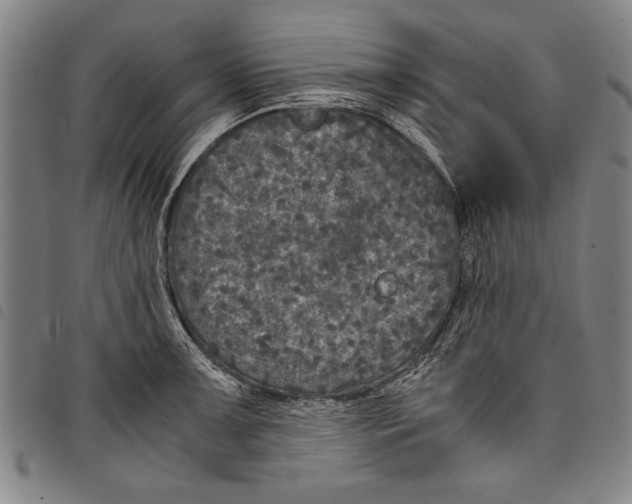 X0000097761091200804041120