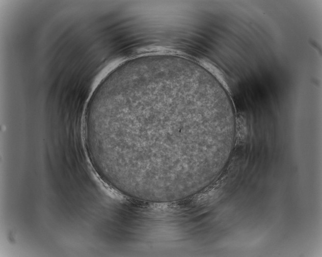 X0000097761098200804041120