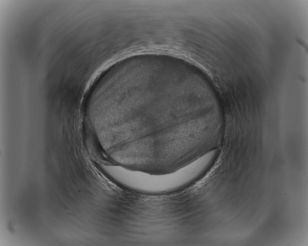 X0000097761506200804041114