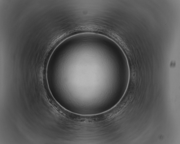 X0000097770434200803071321