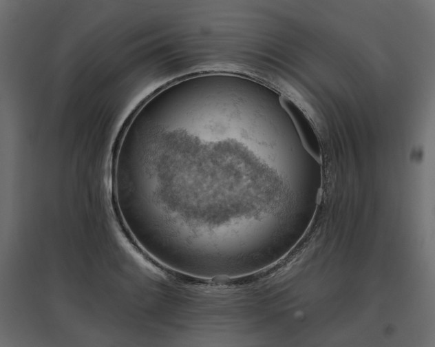 X0000097771084200803071312
