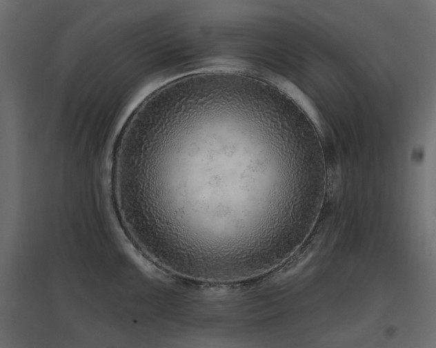 X0000097771099200803071312