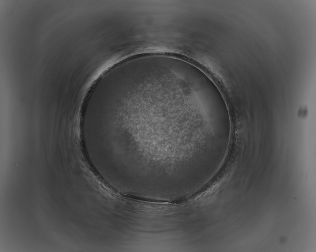X0000097771173200803071310