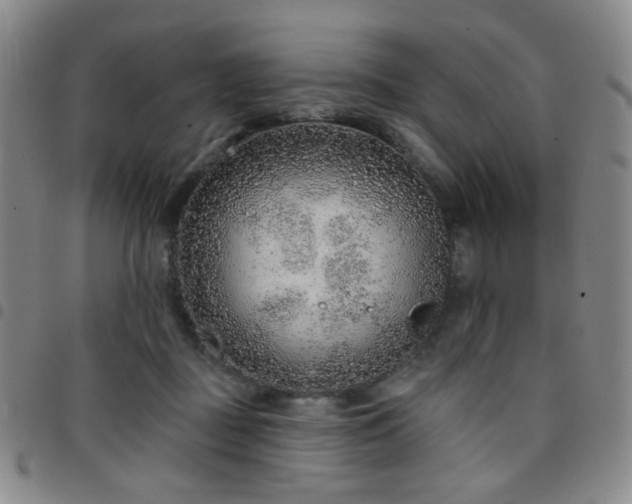 X0000097770363200803141750