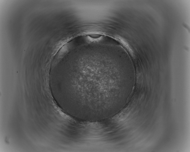 X0000097770385200803141750