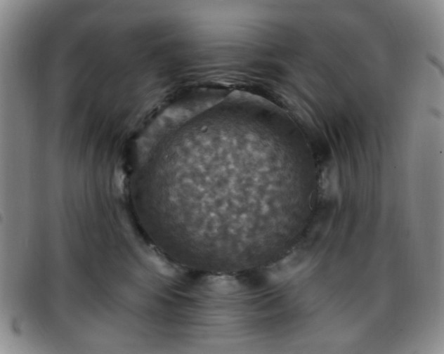 X0000097770424200803141750