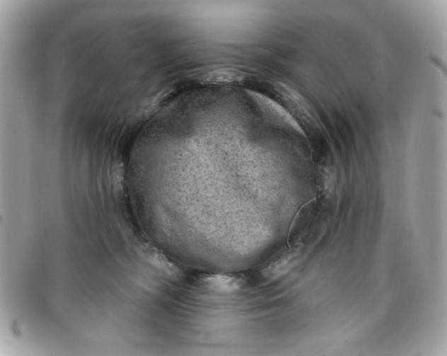 X0000097770326200803211742