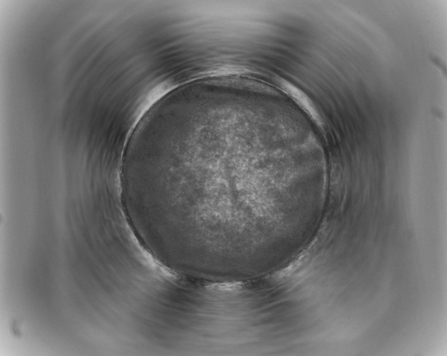 X0000097770810200803211735