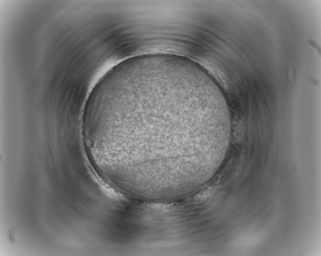 X0000097771086200803211731