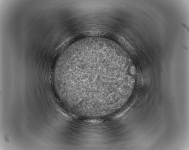 X0000097770165200803281647