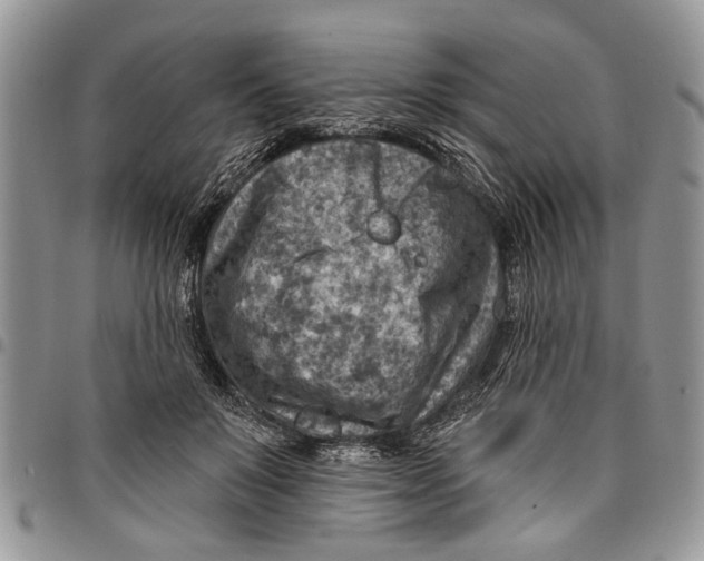 X0000097770503200803281643