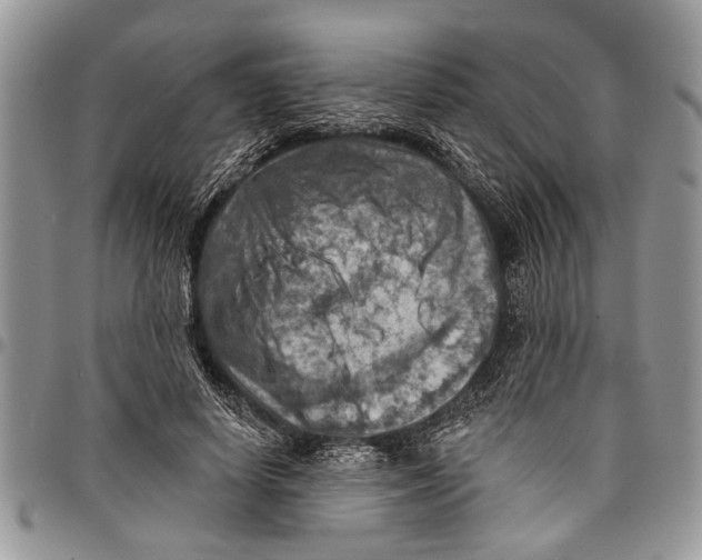 X0000097770642200803281641