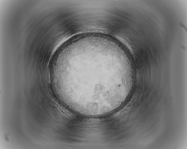 X0000097770925200803281637