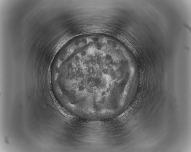 X0000097771031200803281635