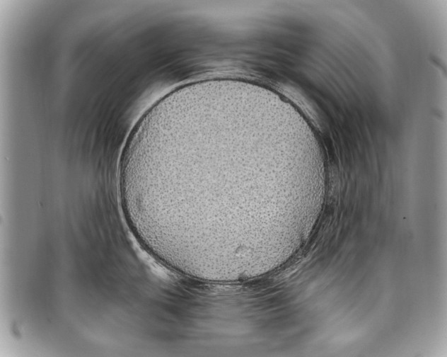 X0000097771439200803281630