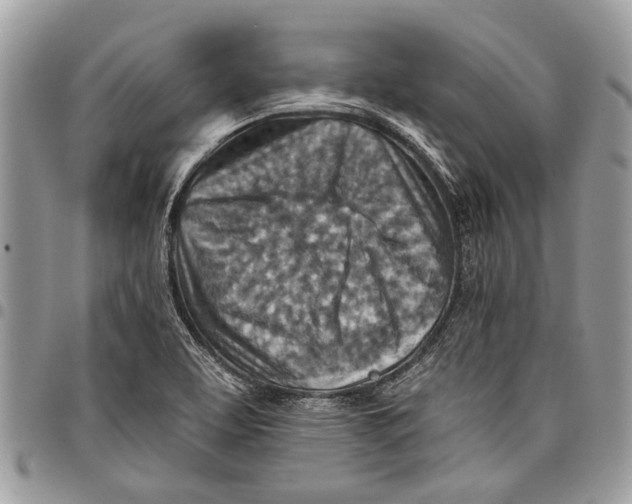 X0000097771463200803281629