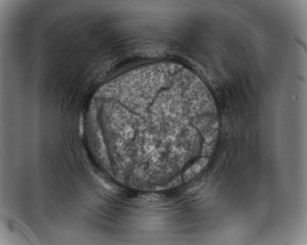 X0000097770069200804041201