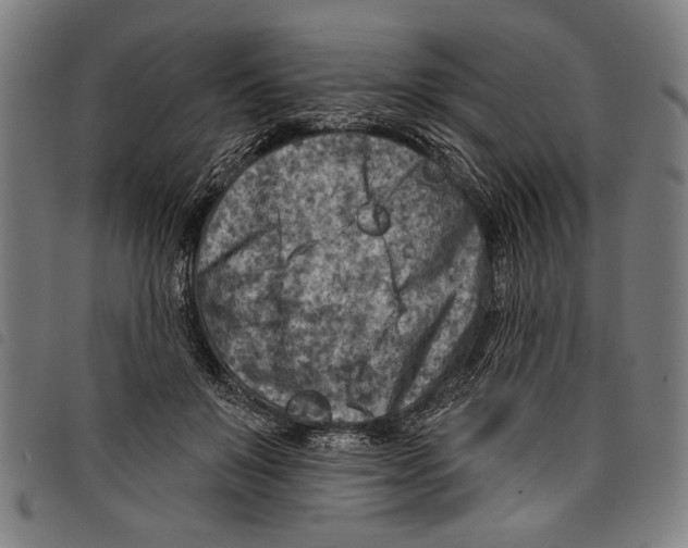 X0000097770503200804041155