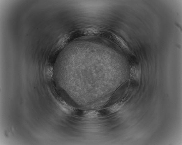 X0000097770621200804041154