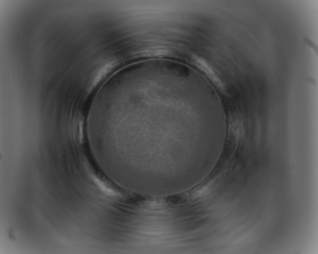 X0000097780110200803071358