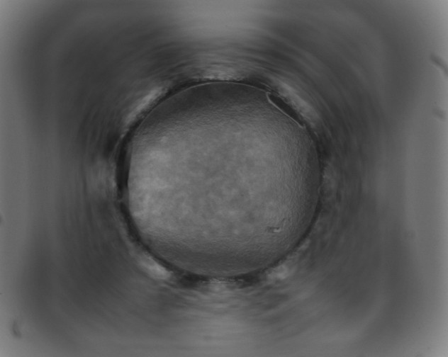 X0000097780305200803071356