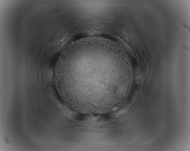 X0000097780523200803071352