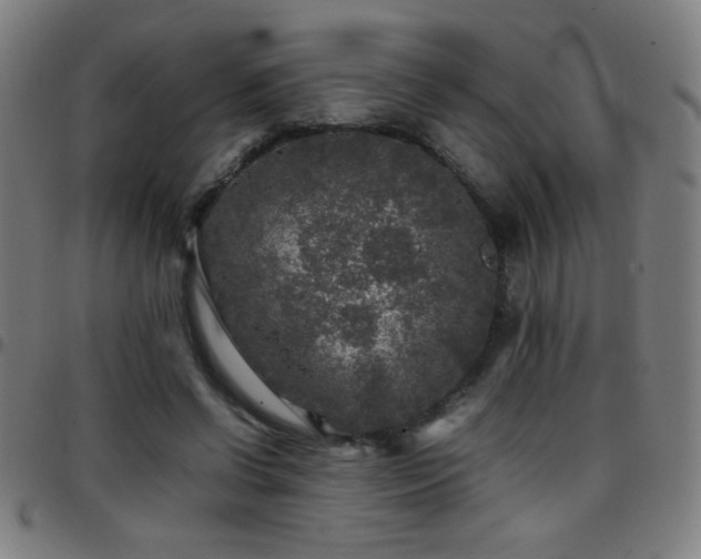 X0000097780542200803071352