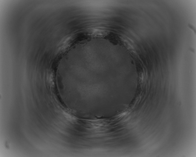 X0000097780663200803071350