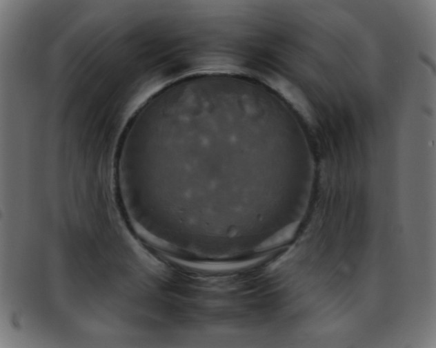 X0000097781229200803071342