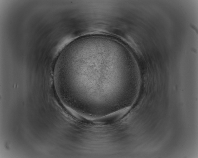 X0000097781363200803071340