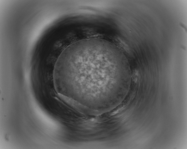 X0000097780763200803141808