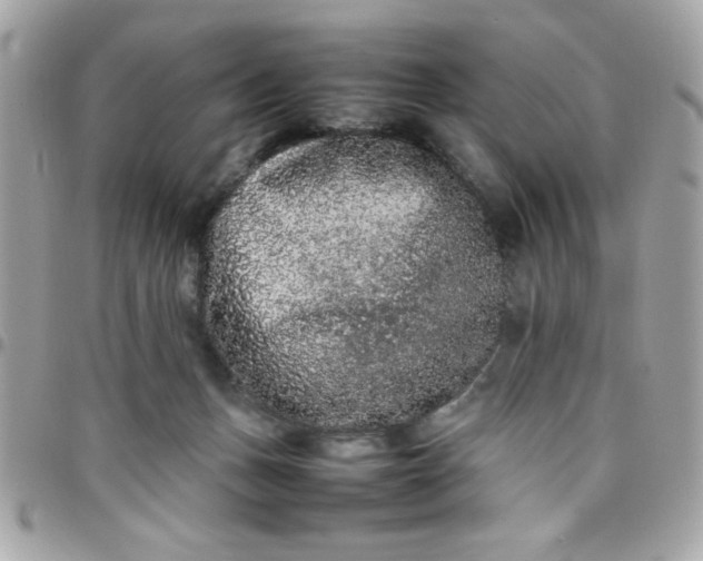 X0000097780175200803211807