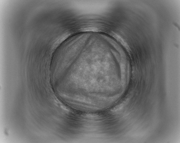 X0000097780529200803211801