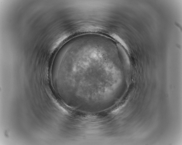 X0000097780581200803211801