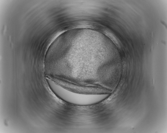 X0000097780852200803211757