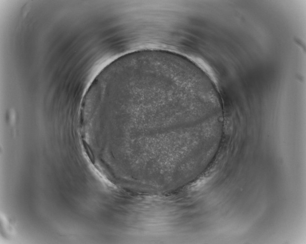 X0000097780903200803211756