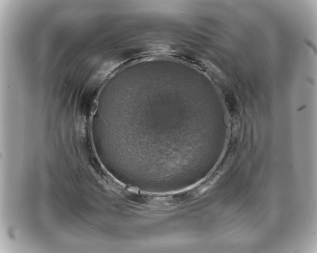 X0000097781161200803211752