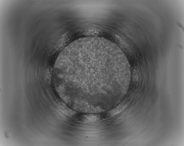 X0000097780370200803281707