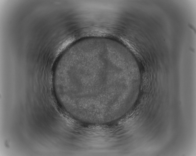 X0000097780679200803281702