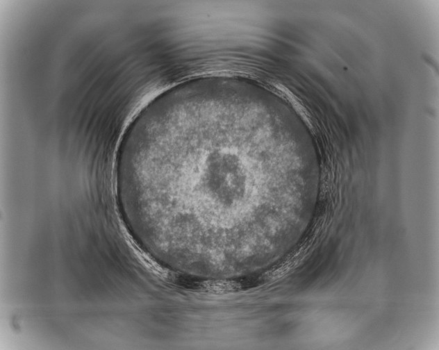 X0000097780795200803281700