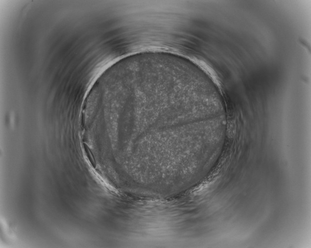 X0000097780903200803281659