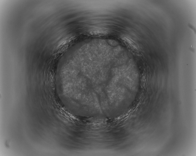 X0000097780917200803281658