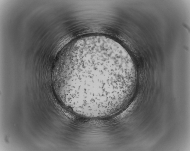 X0000097780977200803281658