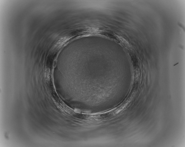 X0000097781161200803281655