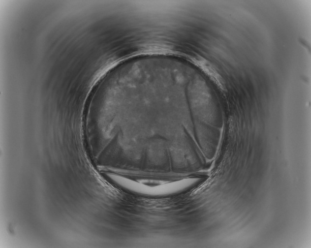 X0000097781229200803281654