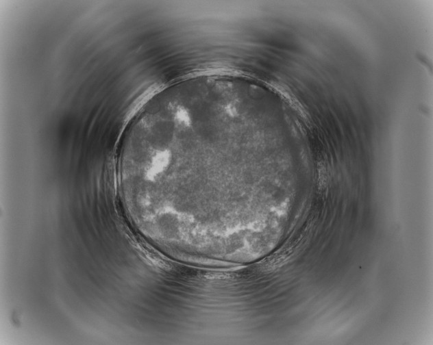 X0000097781274200803281653