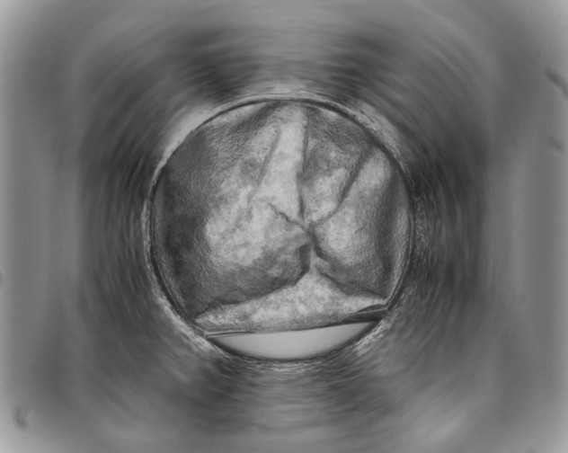 X0000097781382200803281652