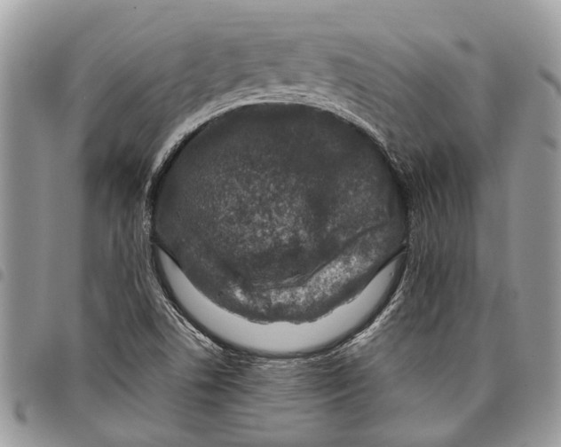 X0000097781506200803281650