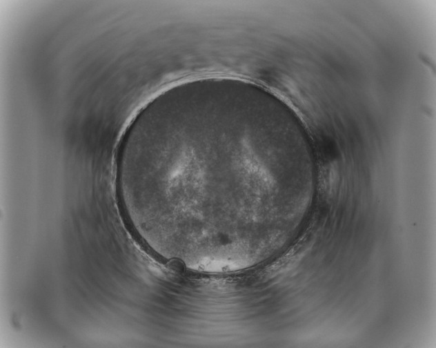 X0000097781508200803281650