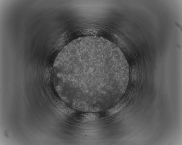 X0000097780370200804041219